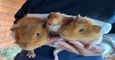 Guinea Pig rodents - Advert 2