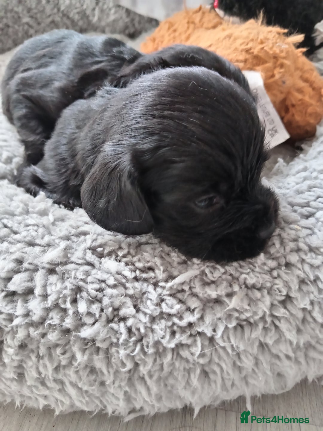 Mixed Breed dogs for sale: 2x chunky black cockalier puppies - Image 5