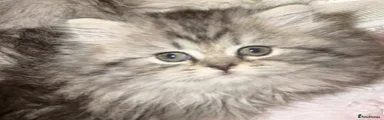 Persian Kitten 2
