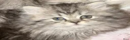 Persian cats for sale: Persian chinchilla kittens  - Advert 14