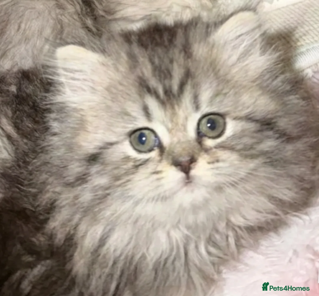Persian cats for sale: Persian chinchilla kittens  - Advert 14