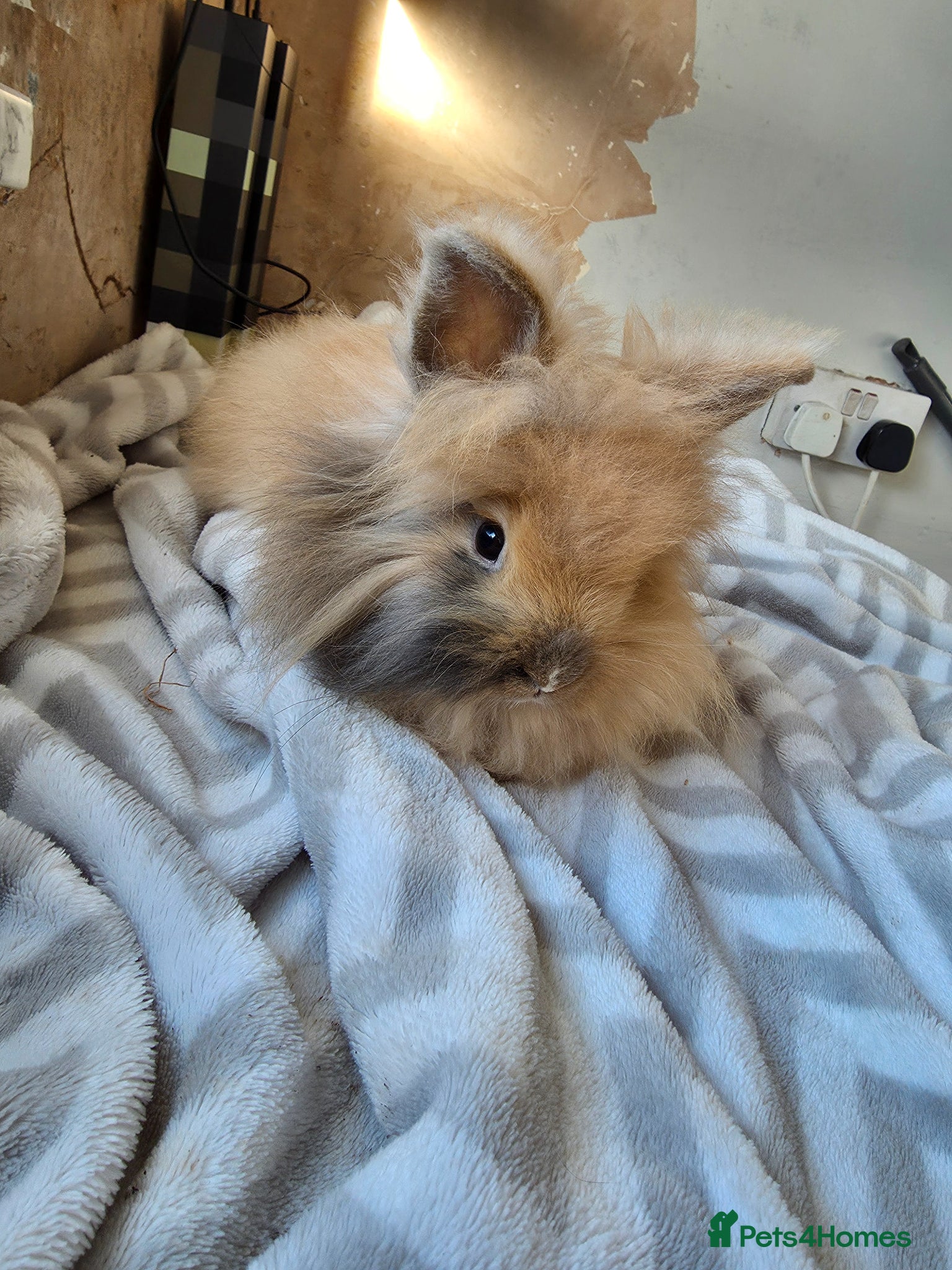 Lionhead rabbits Female lion head rabbit - Advert 7