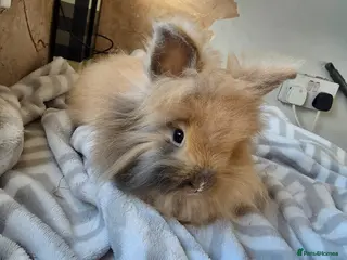 Lionhead rabbits Female lion head rabbit - Advert 7