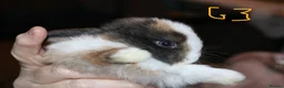Mini Lop rabbits for sale: 5 Mini Lop x Mini Plush babies  - Advert 25