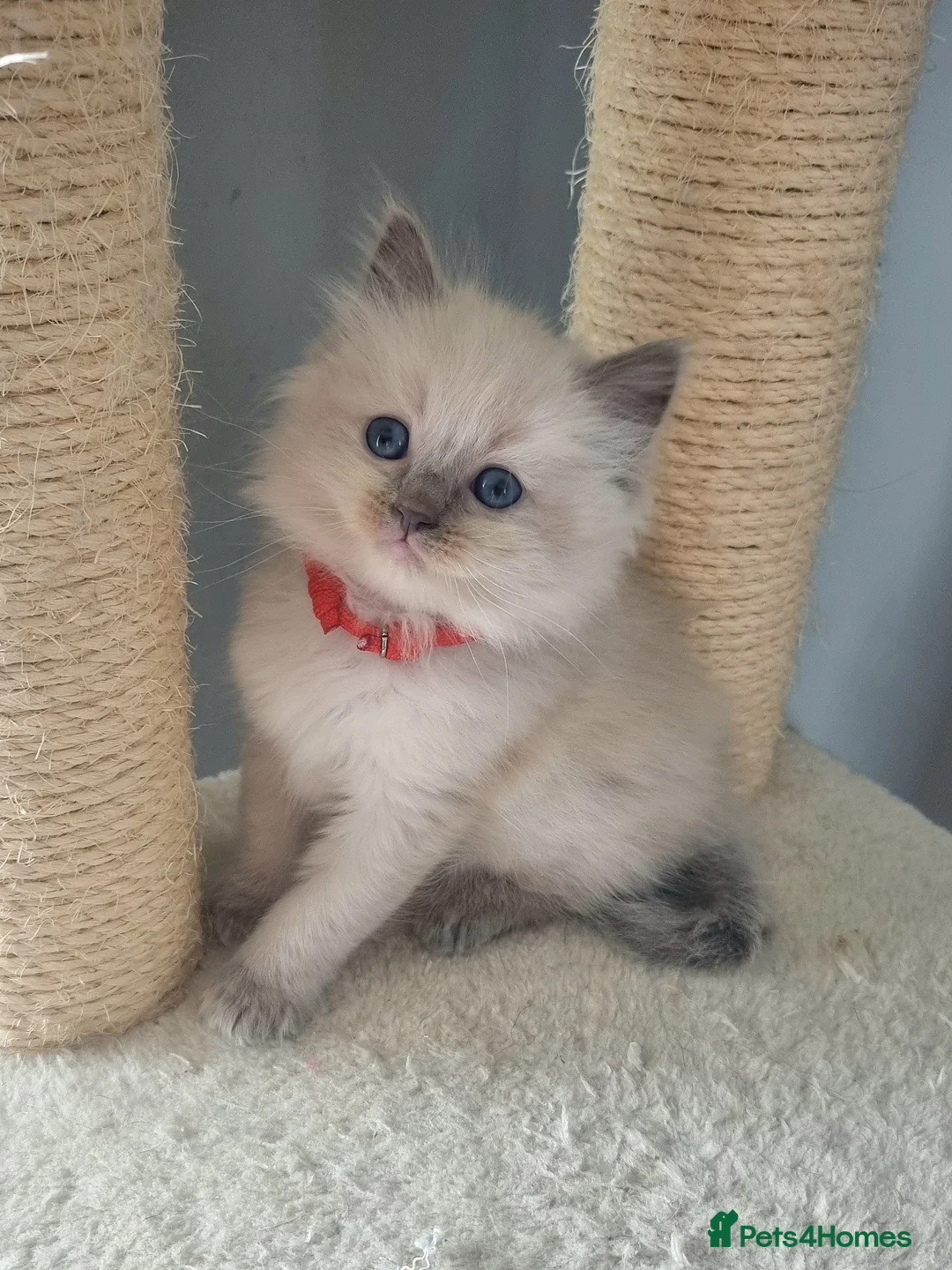 Ragdoll cats for sale: Ragdoll kittens DNA tested  - Advert 32