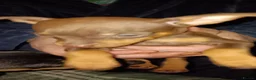 Miniature Pinscher dogs for sale: Pure breed Miniature Pinschers for sale  - Advert 23
