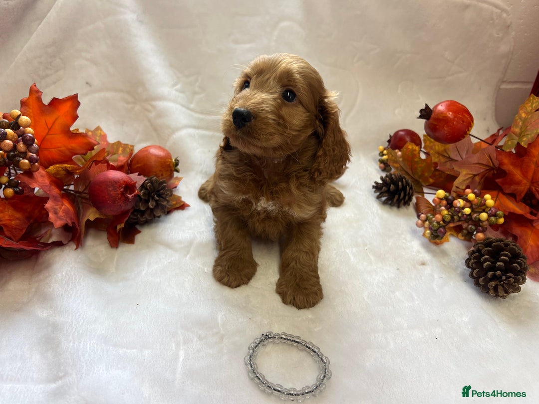 Cockapoo dogs for sale: F1 Cockapoos from health tested parents  - Image 6