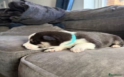 Siberian Husky dogs for sale: Husky puppies for sale - Image 23