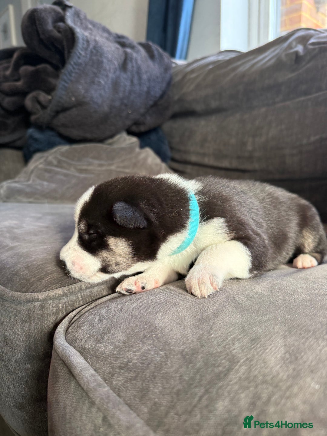 Siberian Husky dogs for sale: Husky puppies for sale - Image 23