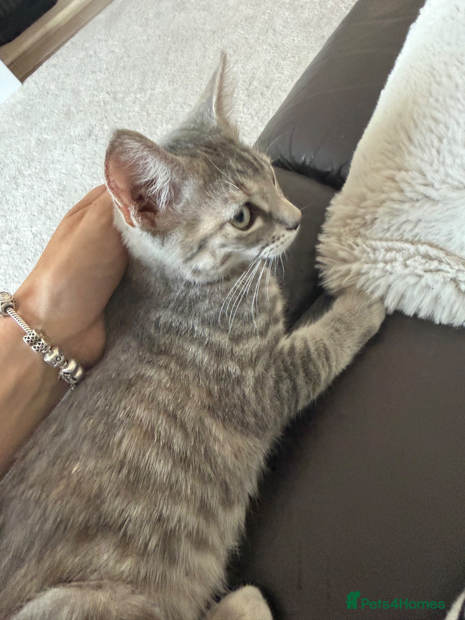 Mixed Breed cats Gorgeous Ragdoll X Kittens available now  - Advert 2