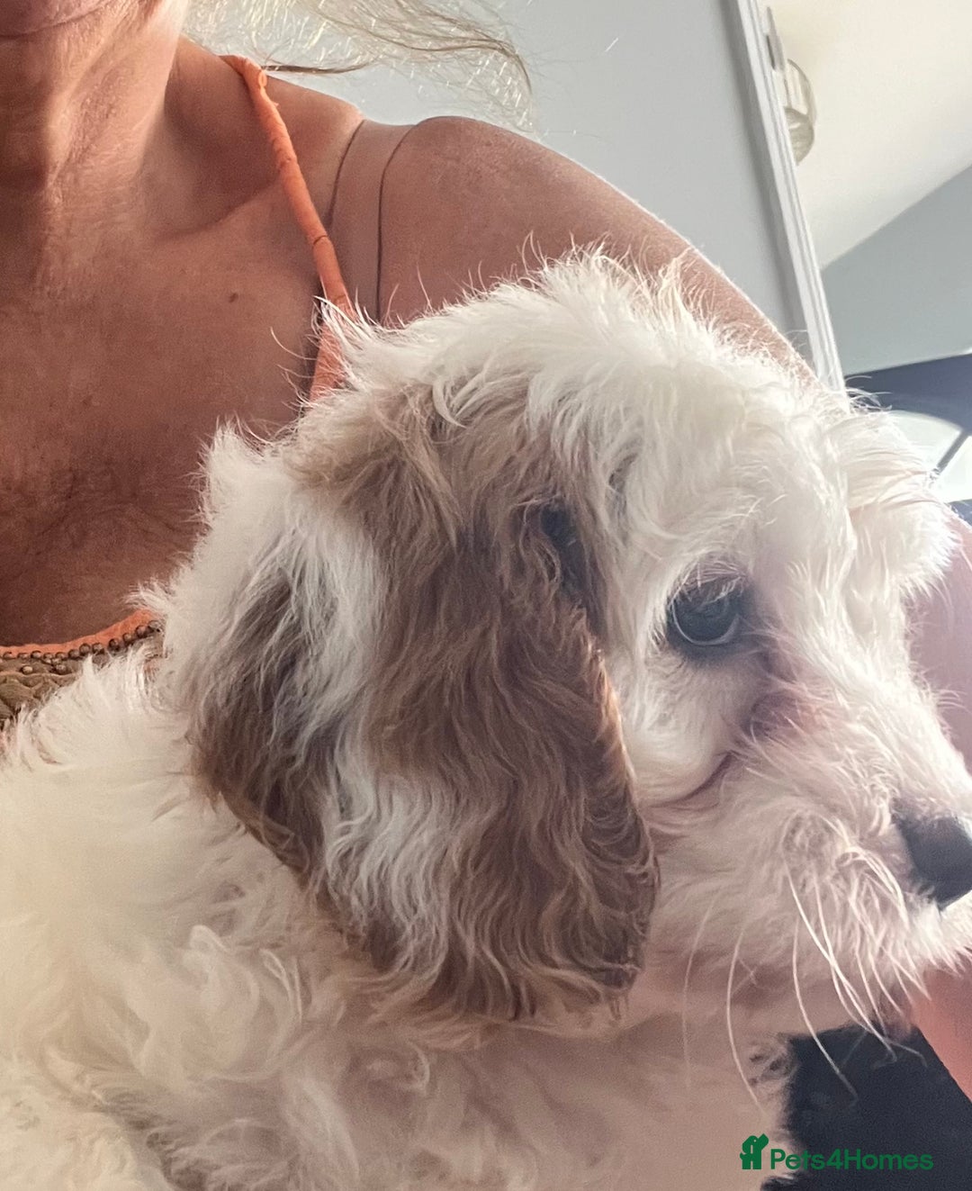Cavapoo dogs for sale: Cavapoo Puppy 3 - 🐶🐩 7 HEALTH CLEAR ADORABLE CAVAPOO PUPPIES 🐩🐶  - Image 17
