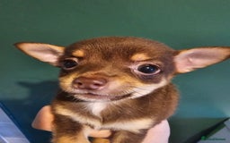 Chihuahua dogs for sale: Chihuahua Puppies Long haired and short - Image 11
