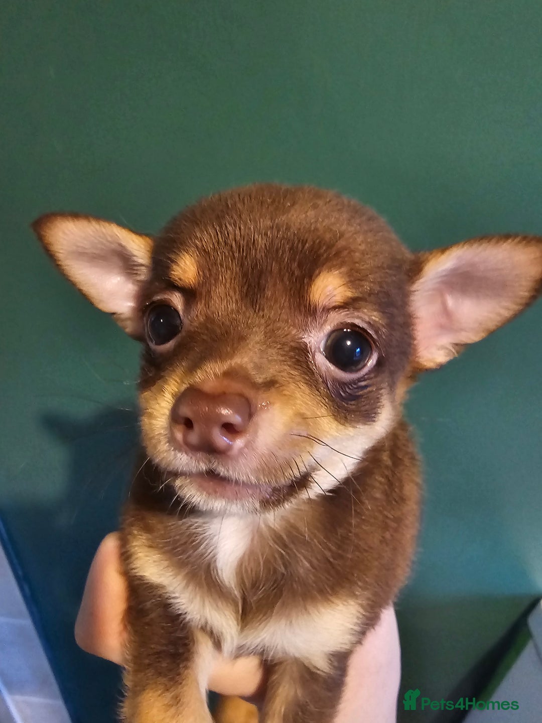 Chihuahua dogs for sale: Chihuahua Puppies Long haired and short - Image 11