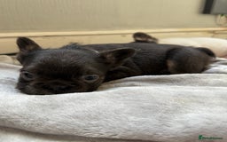French Bulldog dogs for sale: Fluffy French Bulldogs 4 boys left  - Image 11