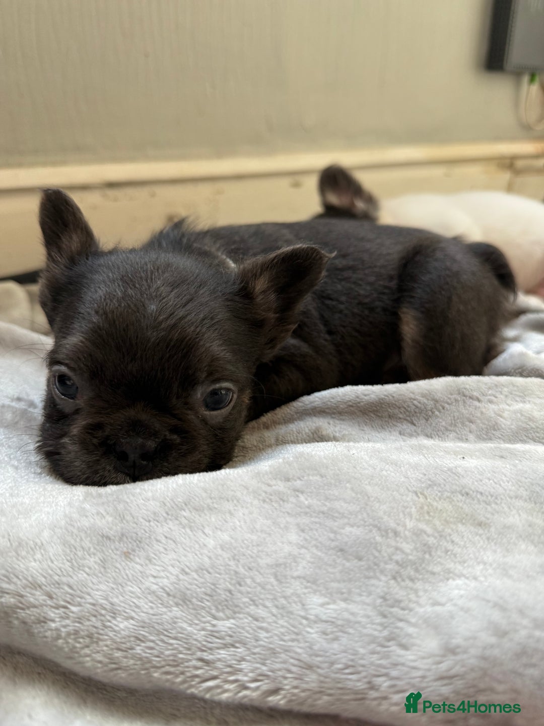 French Bulldog dogs for sale: Fluffy French Bulldogs 4 boys left  - Image 11