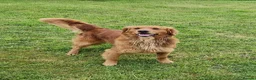 Mixed Breed dogs for sale: *READY NOW Golden x Flat coated retriever puppiess - Advert 21