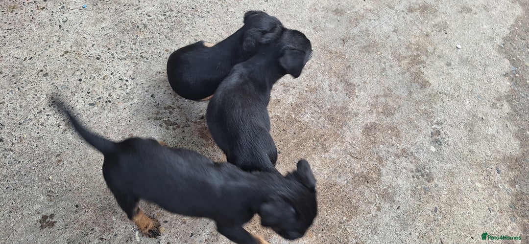 Border Terrier dogs for sale: Grizzle Border terrier pups slem tested parents  - Image 11