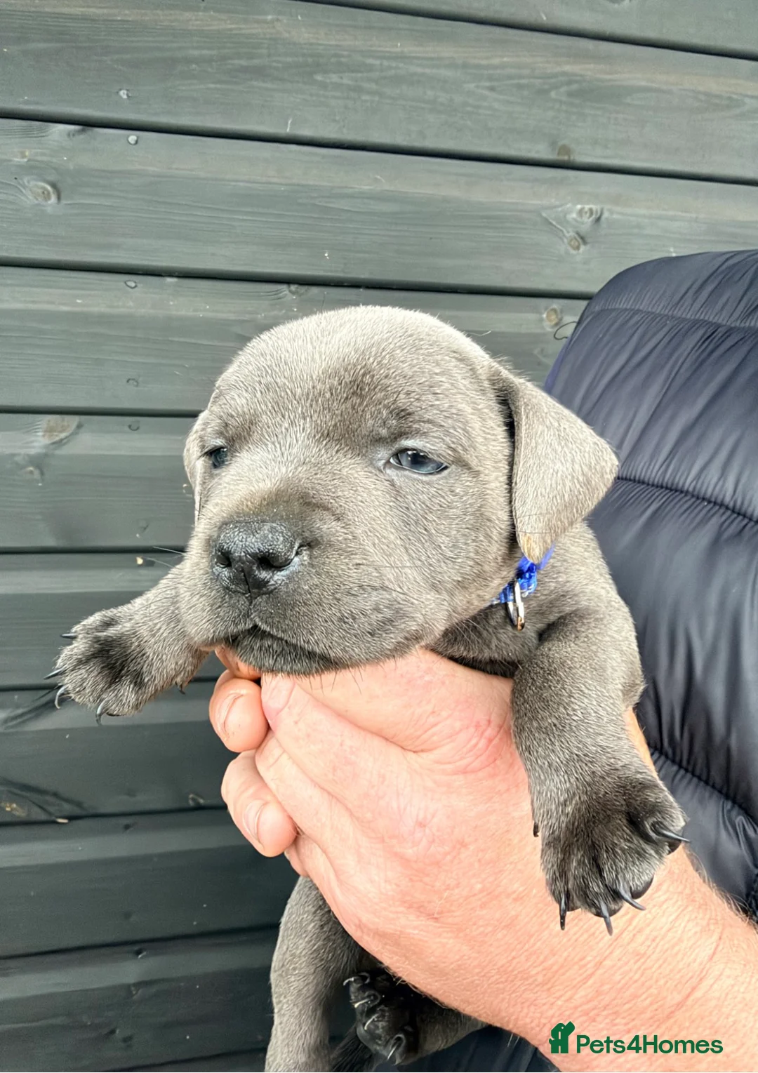 Staffordshire Bull Terrier dogs for sale: Staffordshire Bull Terrier Puppies - Advert 11