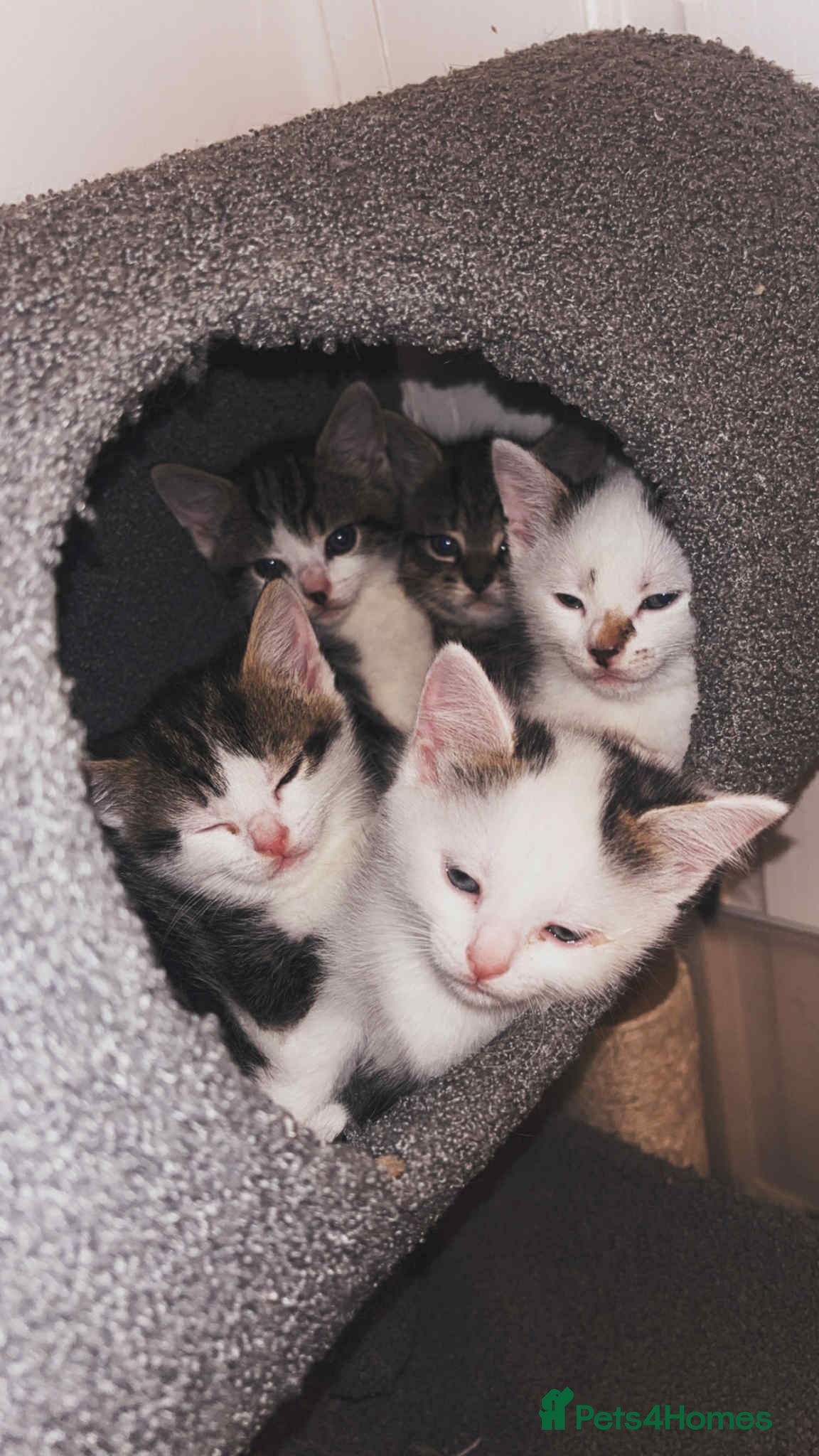 Mixed Breed cats 4 beautiful kittens for sale - Advert 6