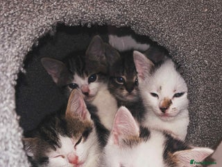 Mixed Breed cats 4 beautiful kittens for sale - Advert 1