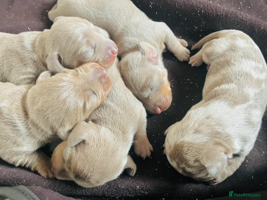 Miniature Dachshund dogs for stud: ⭐️KC ISABELLA L/l1 PRA DM & OI CLEAR COI0.0% STUD  in Gunnislake - Advert 13