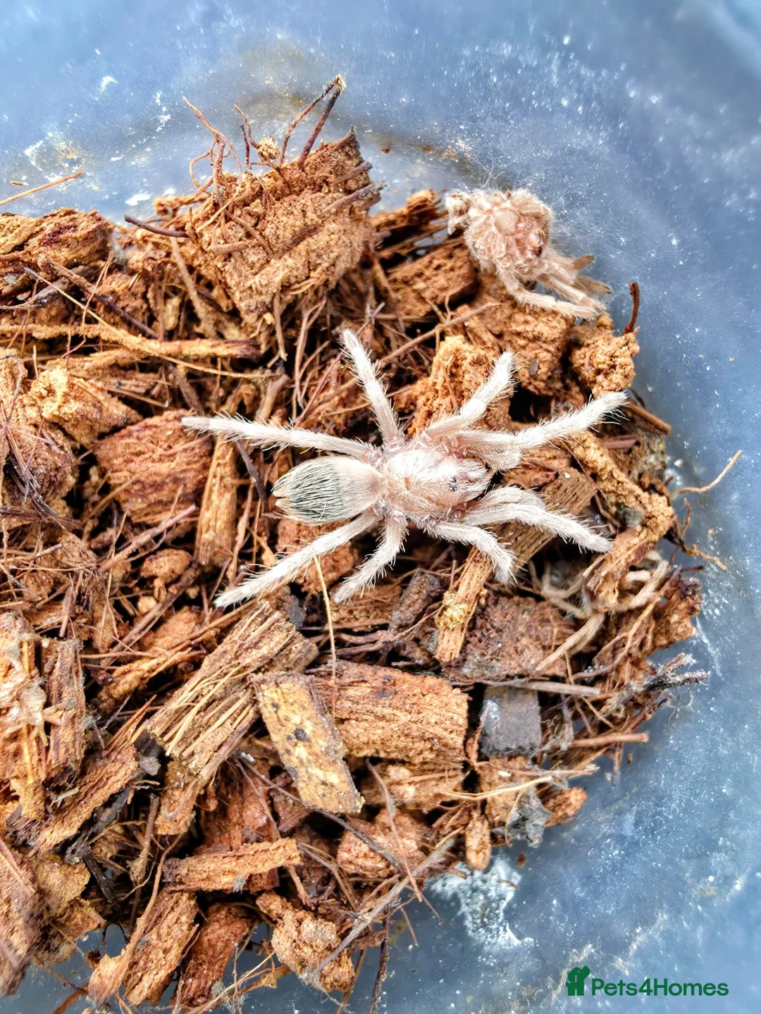 Tarantulas invertebrates for sale: 5 x Nhandu Chromatus Tarantula 1.5 - 2.5cm - Advert 5