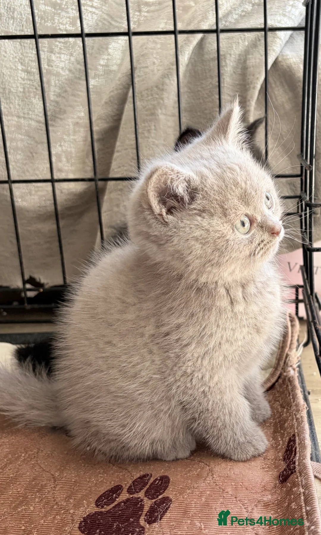 British Shorthair cats for sale: Adorable British Shorthair Kittens Ready to go - Advert 2