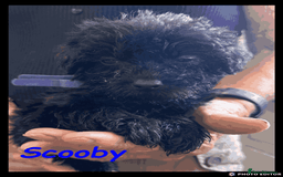 Mixed Breed dogs for sale: Beautiful Borderpoo Puppies – Ready 24th August - Image 16