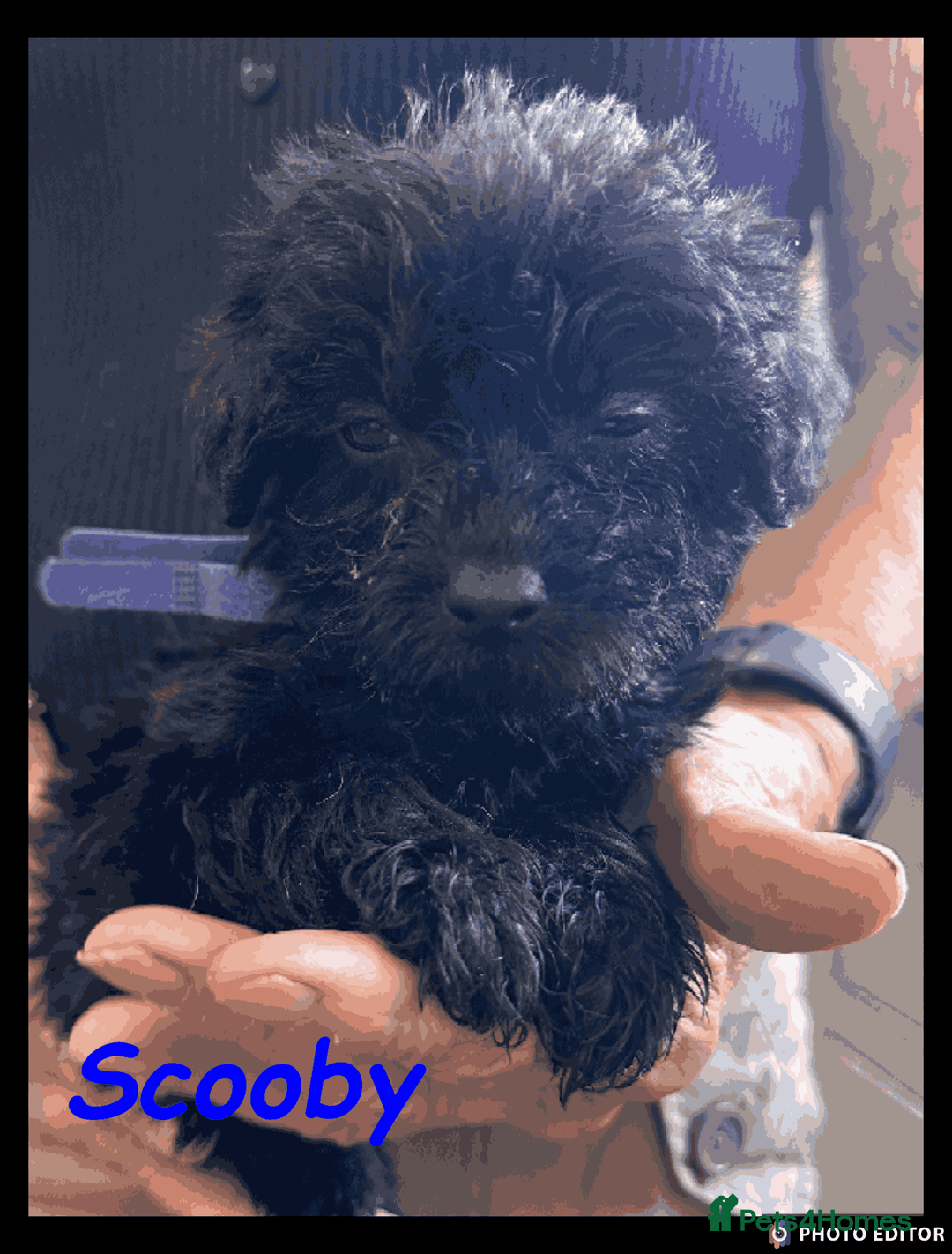 Mixed Breed dogs for sale: Beautiful Borderpoo Puppies – Ready 24th August - Image 16