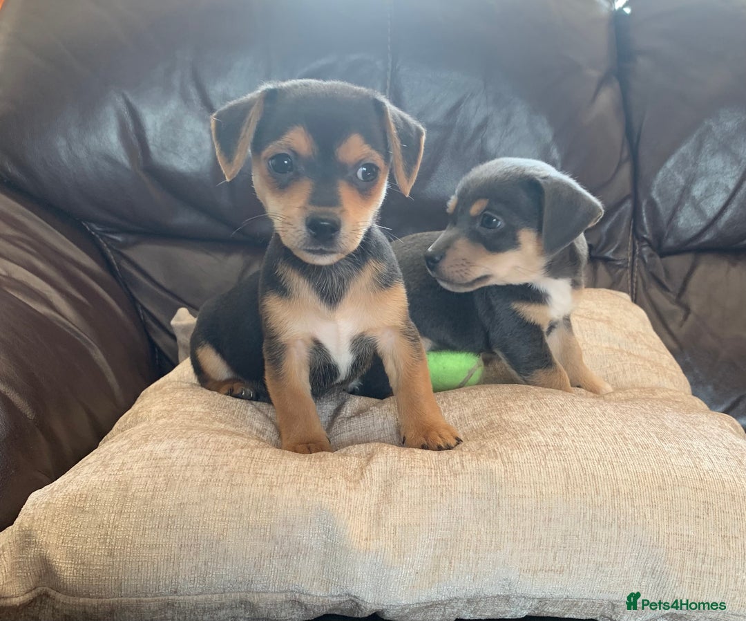 Jack Russell dogs for sale: Outstanding miniature Jack Russell puppies  - Image 14