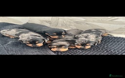 Miniature Dachshund dogs for sale: Healthy mini dapple and dachchunds pups - Image 2