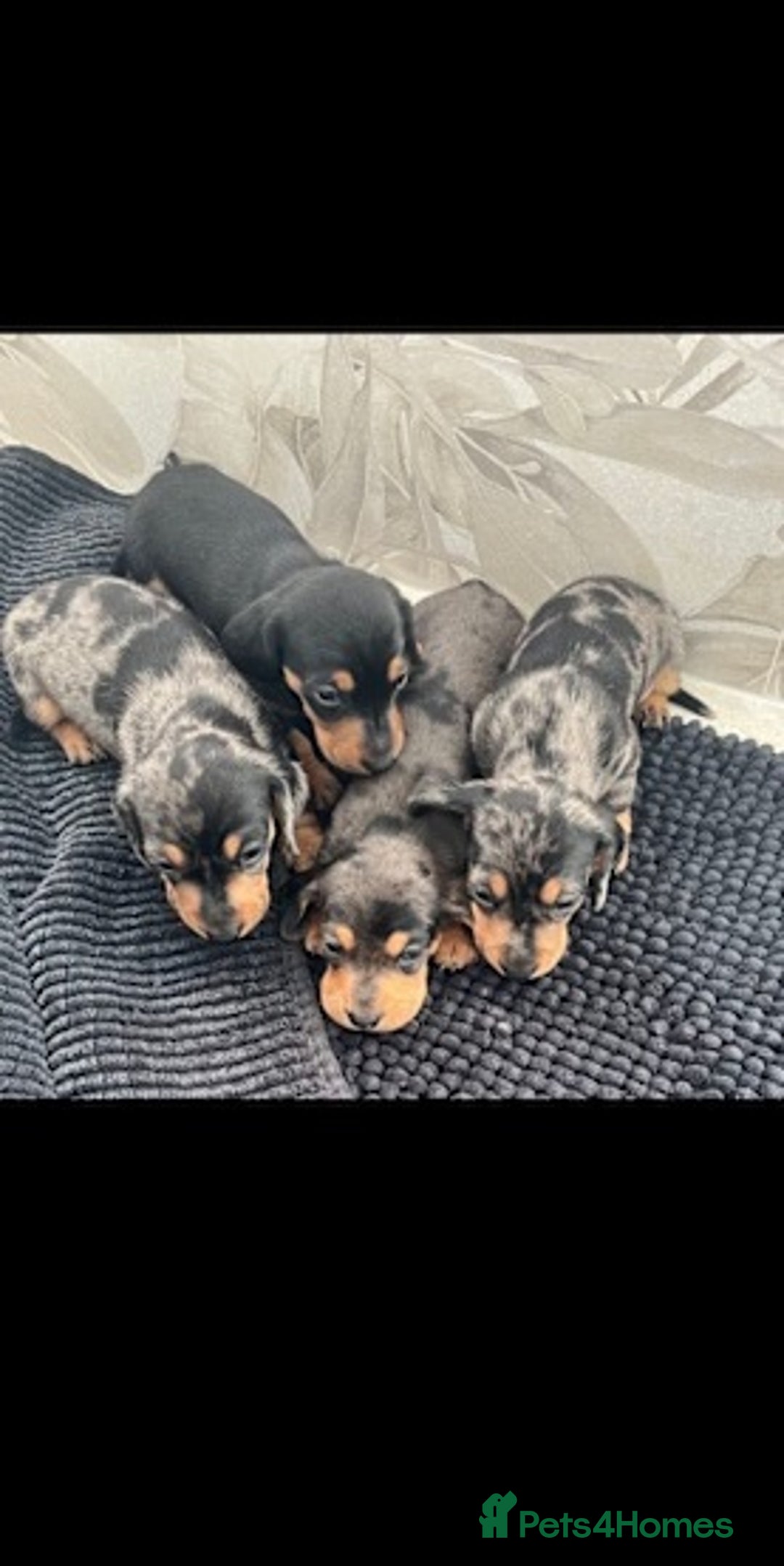 Miniature Dachshund dogs for sale: Healthy mini dapple and dachchunds pups - Image 2