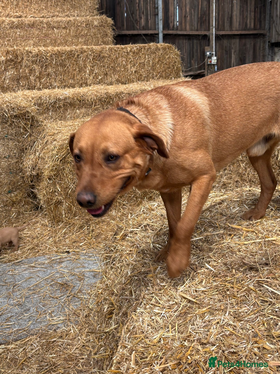 Labrador Retriever dogs for sale: Puppy Red fox labradors  - Advert 14