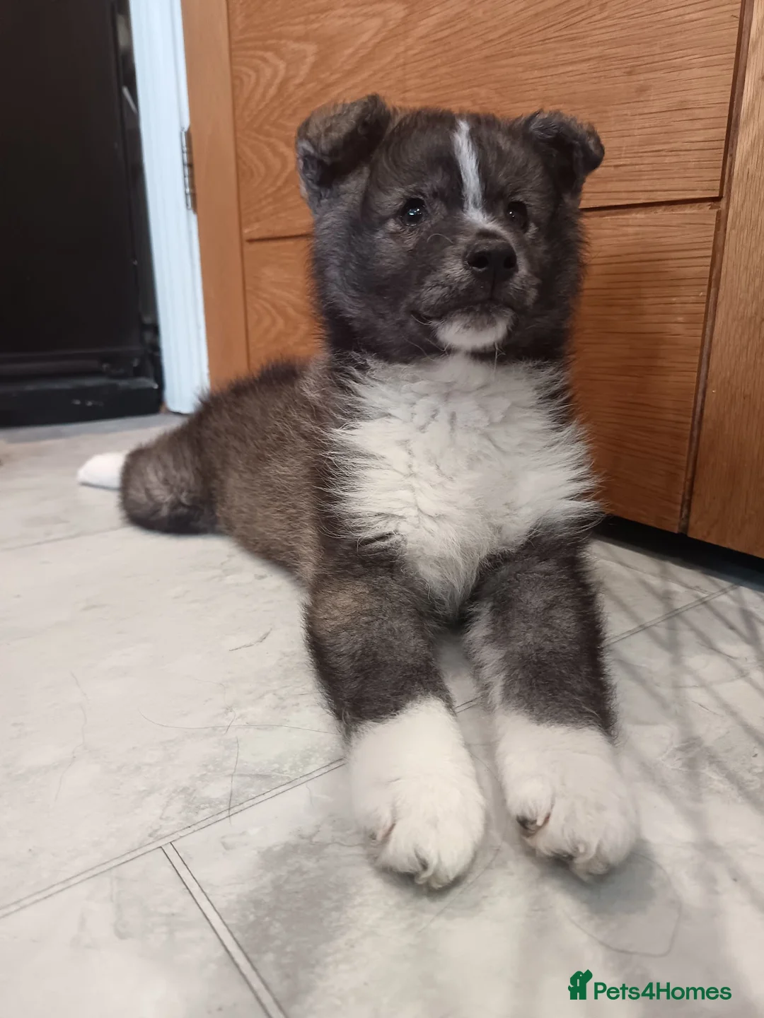 Pomsky dogs for sale: Pomsky puppy's  - Advert 1