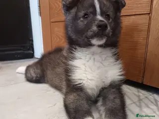 Pomsky dogs Pomsky puppy's - Advert 5