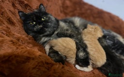 Persian cats for sale: Persian Cross Kittens  - Image 14
