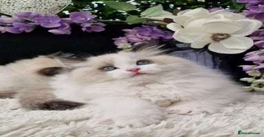 Ragdoll cats - Advert 16