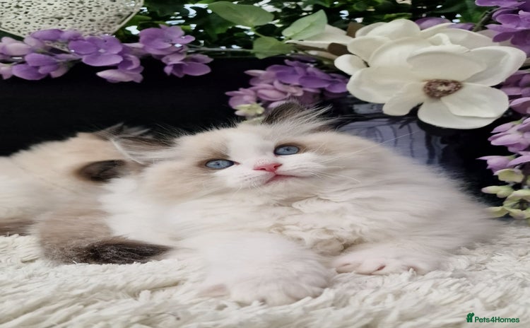 Ragdoll cats - Advert 1