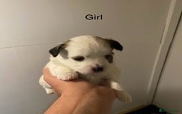 Mixed Breed dogs for sale: Stunning 3/4 Chihuahua puppies  - Image 10