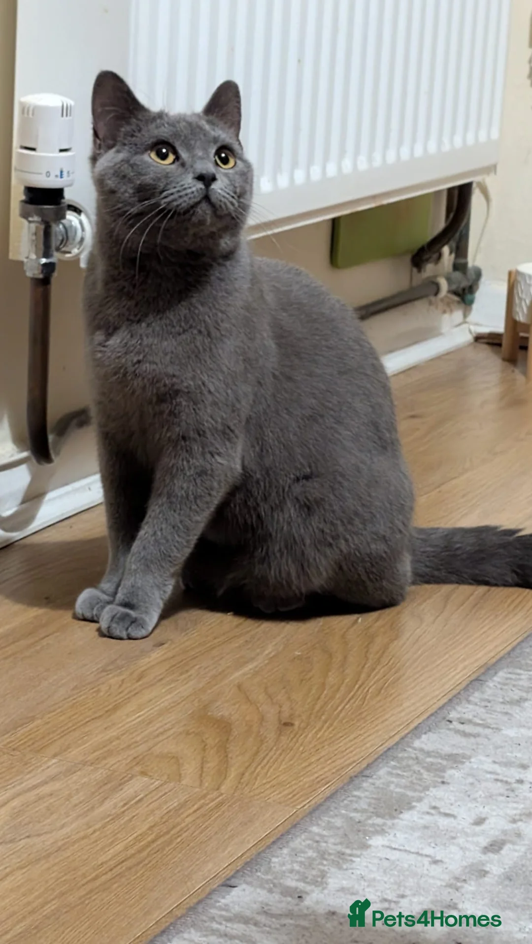 Mixed Breed cats for sale: Beautiful Friendly Grey Female Cat - Sophie in Peterborough - Advert 5