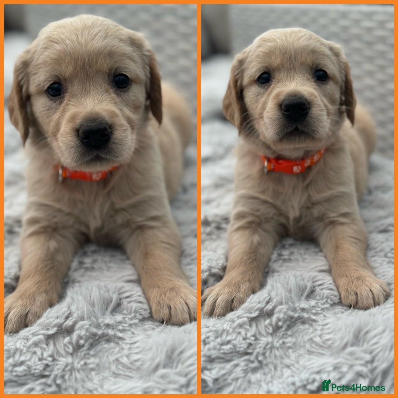 Golden Retriever dogs *Beautiful KC Golden retriever puppies* - Advert 2