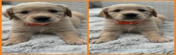 Golden Retriever dogs for sale: *Beautiful Golden retriever puppies* - Advert 6