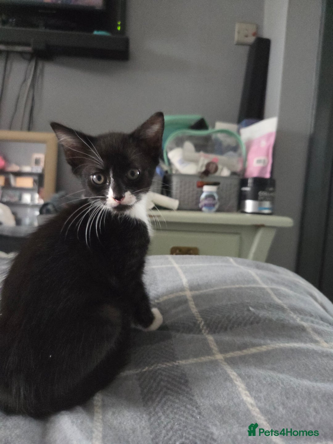 British Longhair cats for sale: 3 kittens looking for forever homes - Image 6
