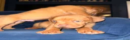 Dogue De Bordeaux dogs for sale: Dogue de bordeux puppies  - Advert 21