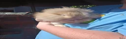 Mixed Breed rabbits for sale: Baby rabbit  - Advert 1