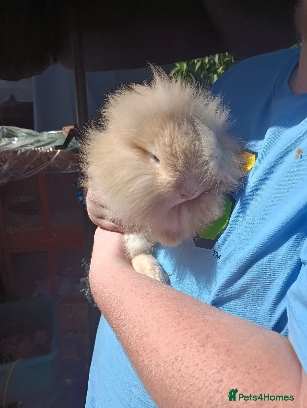Mixed Breed rabbits for sale: Baby rabbit  - Advert 1