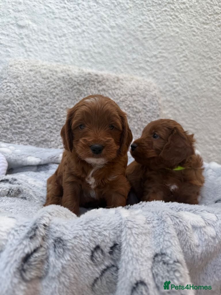 Cockapoo dogs Red Cockapoo Puppies for sale  - Advert 1