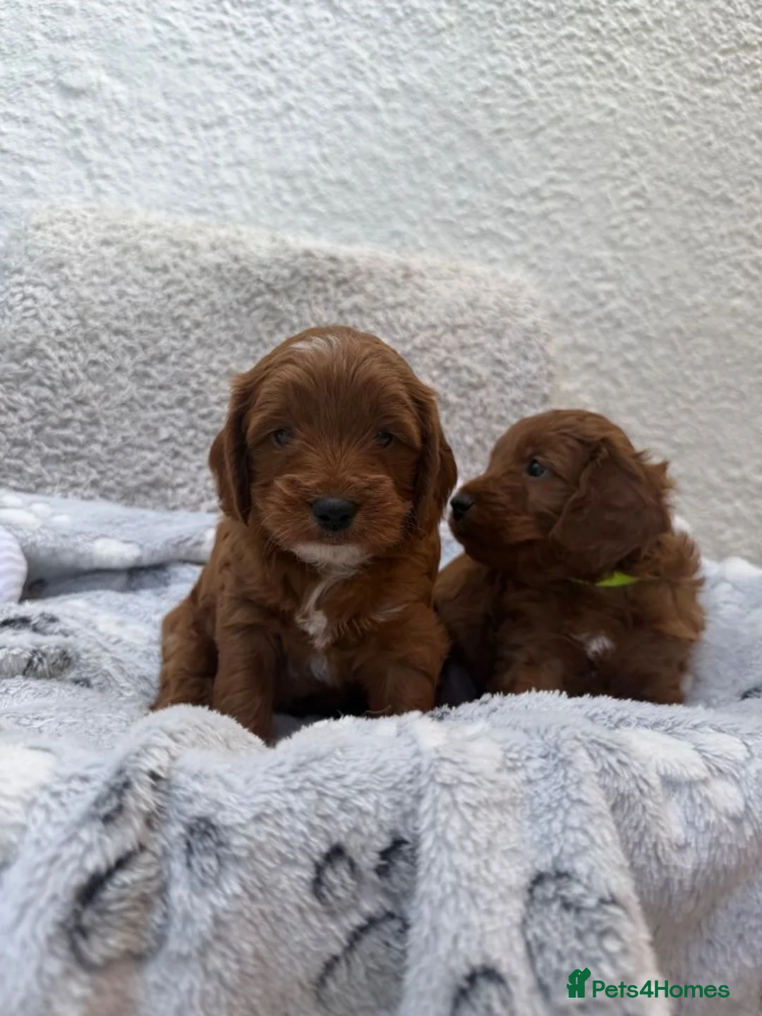 Cockapoo dogs for sale: Red Cockapoo Puppies for sale  in London - Advert 1