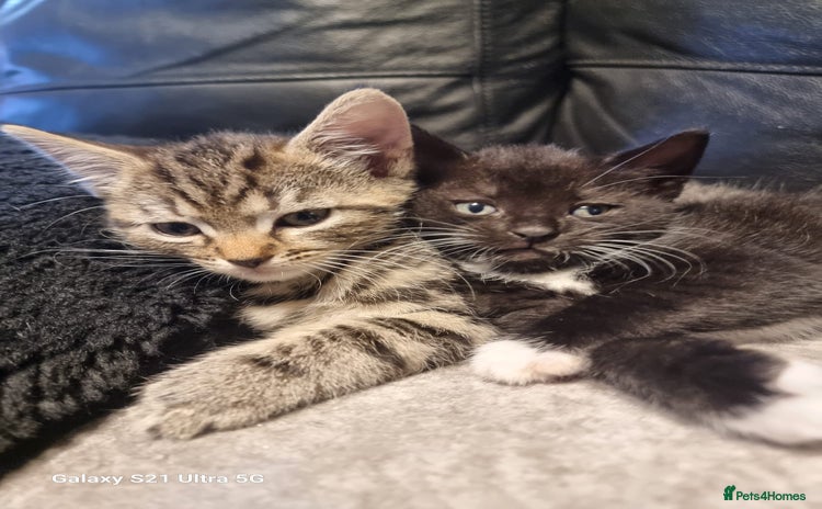 Mixed Breed cats - Advert 12