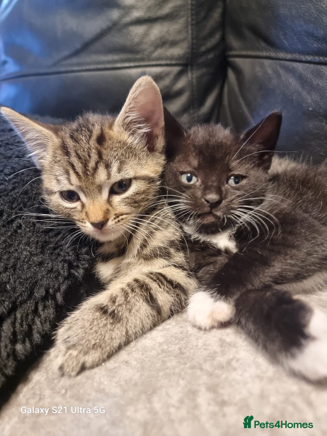 Mixed Breed cats for sale: Mixed breed kittens for sale - Image 1